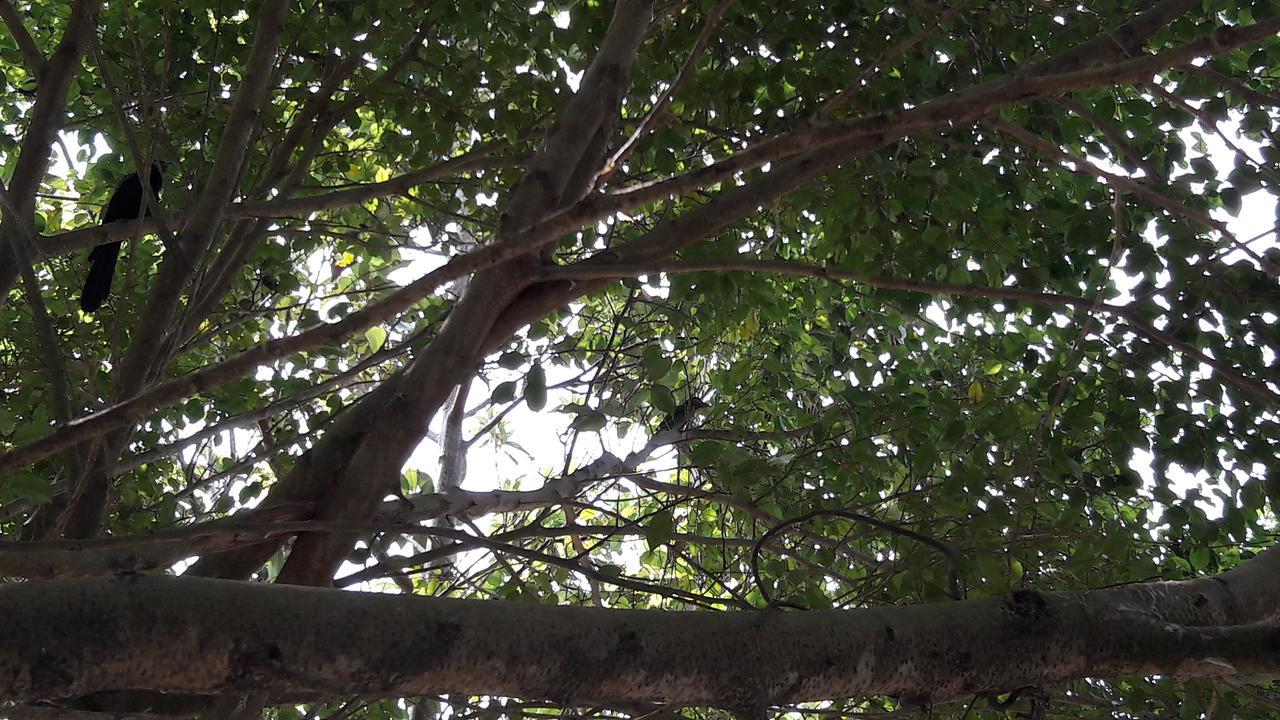 Amazing Villa Matara Ngoại thất bức ảnh